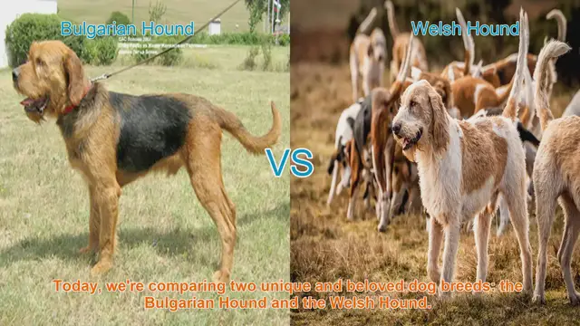 Video thumbnail for Bulgarian Hound vs. Welsh Hound: A Comparison of Two Beloved Dog Breeds