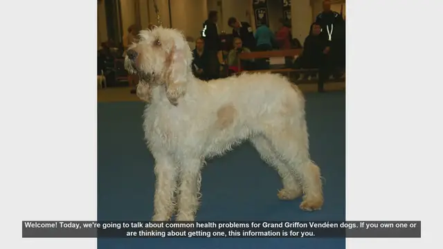 Video thumbnail for Common Health Problems in Grand Griffon Vendéen Dogs