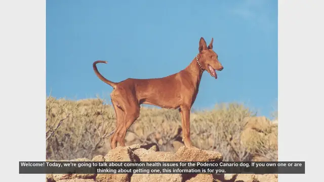 Video thumbnail for Common Health Issues in Podenco Canario Dogs: Prevention and Care Tips