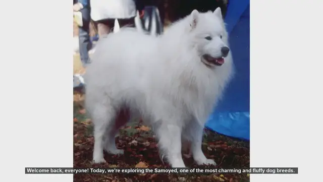 Video thumbnail for The Pros and Cons of Owning a Samoyed: Is This Fluffy Breed Right for You?