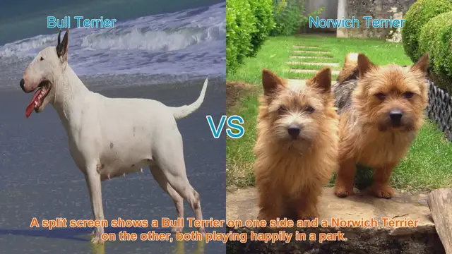 Video thumbnail for Bull Terrier vs. Norwich Terrier: A Comparative Guide