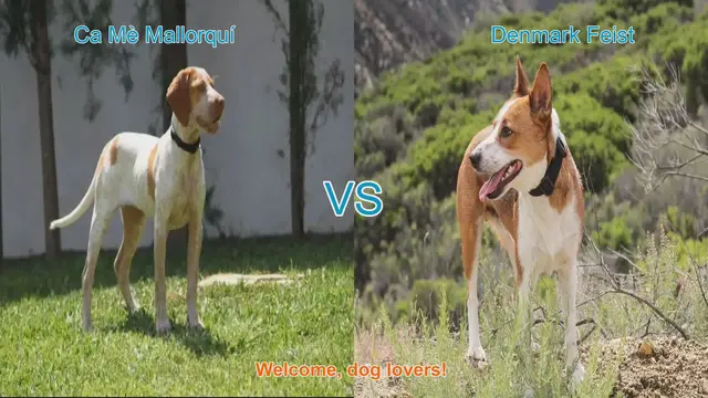 Video thumbnail for Dog Breed Showdown: Ca Mè Mallorquí vs. Denmark Feist