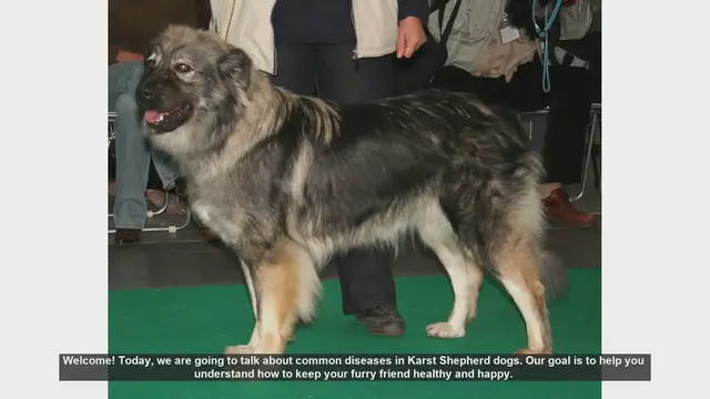 Video thumbnail for Common Health Issues in Karst Shepherd Dogs: Tips for a Happy, Healthy Pet