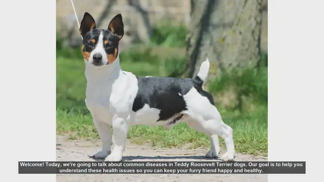 Video thumbnail for Common Health Issues in Teddy Roosevelt Terriers: A Guide for Pet Owners