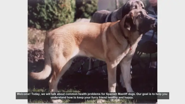 Video thumbnail for Common Health Problems in Spanish Mastiff Dogs: Prevention and Care Tips