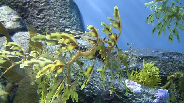Video thumbnail for Monterey Bay Aquarium | Kalifornien