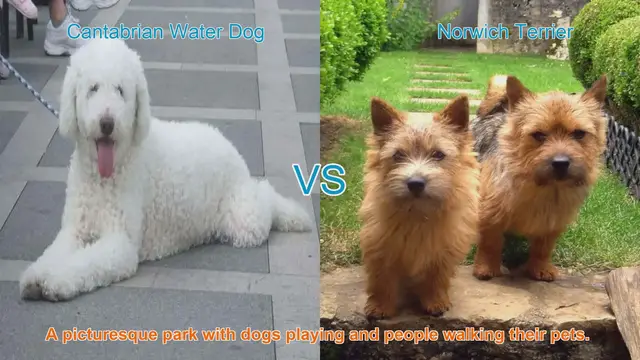 Video thumbnail for Cantabrian Water Dog vs. Norwich Terrier: A Comprehensive Breed Comparison