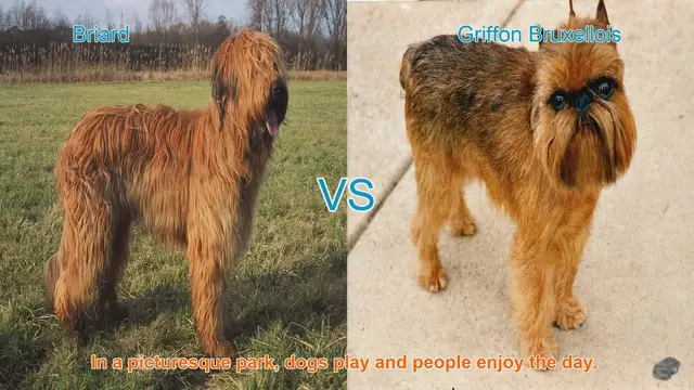 Video thumbnail for Briard vs. Griffon Bruxellois: A Comparison of Two Distinct Dog Breeds