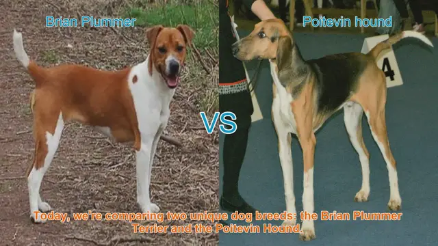 Video thumbnail for Dog Breed Showdown: Brian Plummer Terrier vs. Poitevin Hound