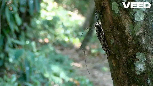 Video thumbnail for Goliathus | Insect, Description, Habitat, Mating, Diet | Spreadhapiness.com