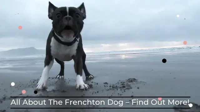 'Video thumbnail for All About The Frenchton Dog – Find Out More!'