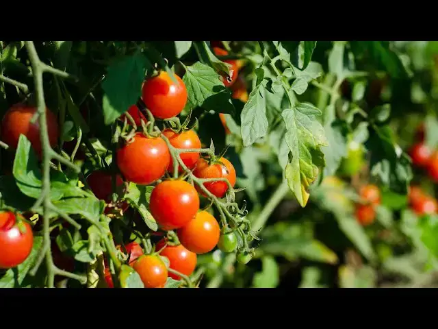 Video thumbnail for Vegetables That Can Grow In Buckets Year Round