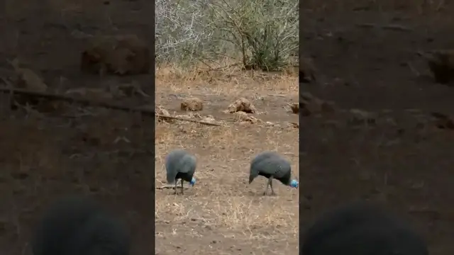 Video thumbnail for Helmeted Guineafowl In Park: These fascinating birds get a little too close for comfort!