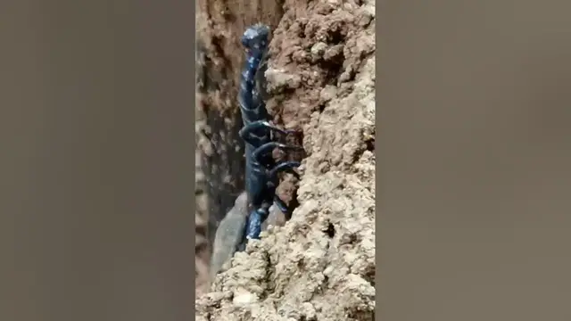 Video thumbnail for Scorpion in Knuckles Mountain #shorts