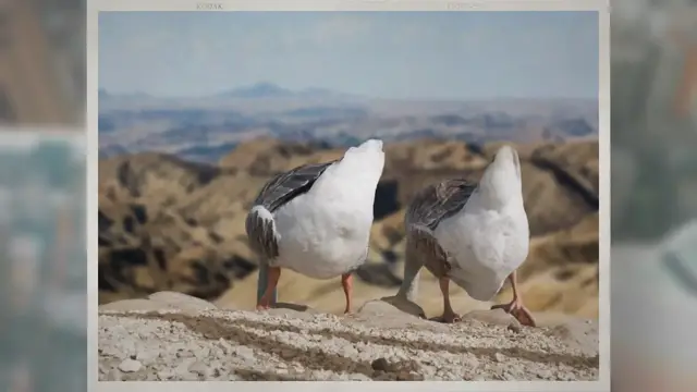 Video thumbnail for How Many Geese Are There in the World?