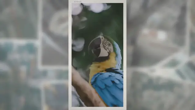 Video thumbnail for Parrot leg bands