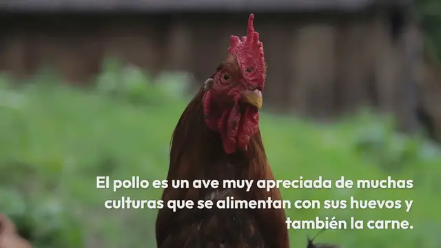 Video thumbnail for Pollo para colorear