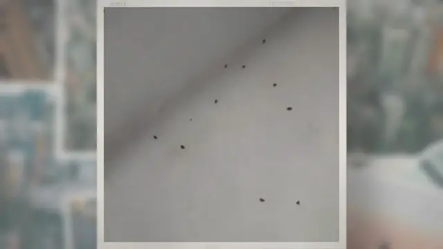 'Video thumbnail for 10 Ways to Get Rid of Clover Mites on Patio Naturally'