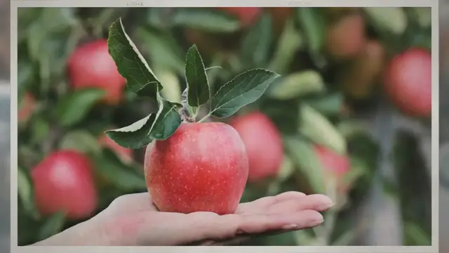 Video thumbnail for How Fast Do Apple Trees Grow?