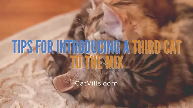 Video thumbnail for TIPS FOR INTRODUCING A THIRD CAT TO THE MIX