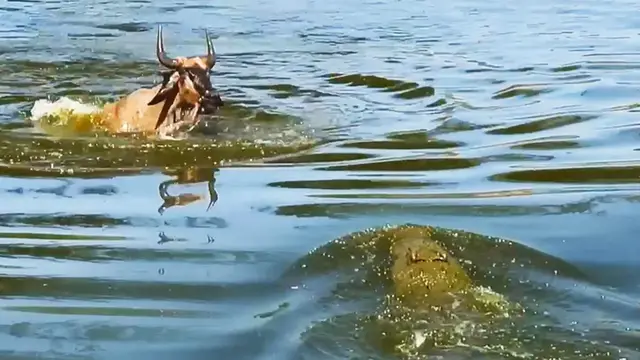 Video thumbnail for Wildebeest Escapes Small Croc to Swim into Jaws of Monster Croc