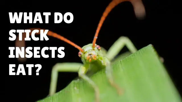 Video thumbnail for What do Stick Bugs Eat - What do Stick Insects Eat - What to Feed Stick Bugs