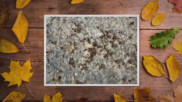 'Video thumbnail for Bruised Mycelium And What To Do With It ?'