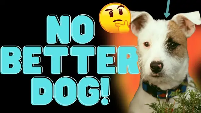 Video thumbnail for Jack Russell Terriers Improving Your Life 🏮🐶 (👉8 Unique Examples)