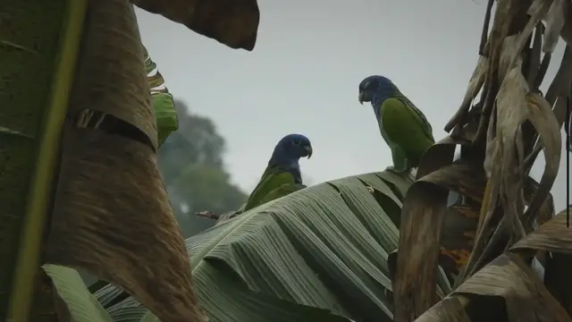Video thumbnail for Happy parrots