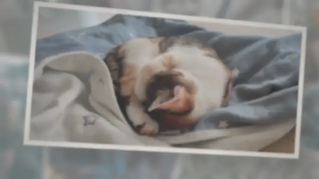 'Video thumbnail for 11 Fascinating Reasons Why Cats Like to Sleep With Their Owners'