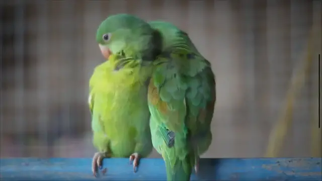 Video thumbnail for 9 Funny Parrot Stories You Won't Believe