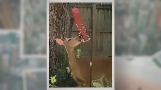 'Video thumbnail for Best Deer Feeders For The Money'