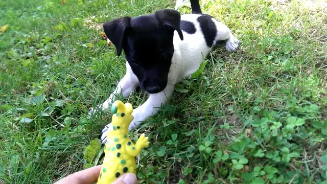 Video thumbnail for Cuteness OVERLOAD - Jack Russel vs Yellow Godzilla (cute & funny)