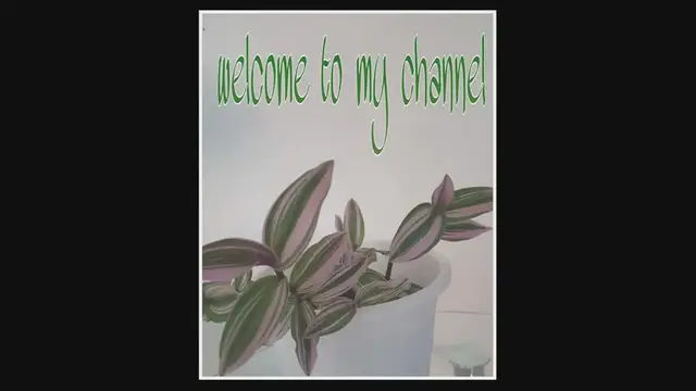 Video thumbnail for DROPPING LEAVES UMBRELLA_ SCHEFFLERA #UMBRELLAPLANT #SCHEFFLERAARBICOLA #DROPPINGLEAVE