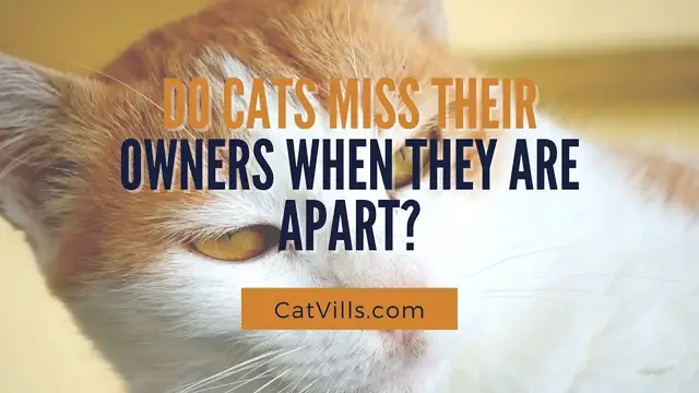 Video thumbnail for DO CATS MISS THEIR OWNERS WHEN THEY ARE APART