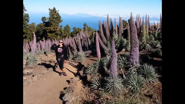 Video thumbnail for Tajinasten die in den Himmel wachsen - Das Blütenwunder auf La Palma