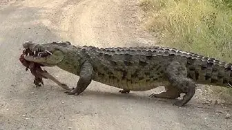 Video thumbnail for Huge Crocodile Dragging Kill Over the Road