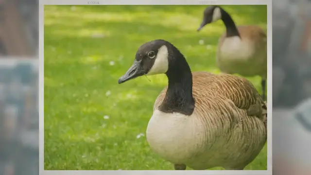 Video thumbnail for Why Are Canadian Geese Protected?