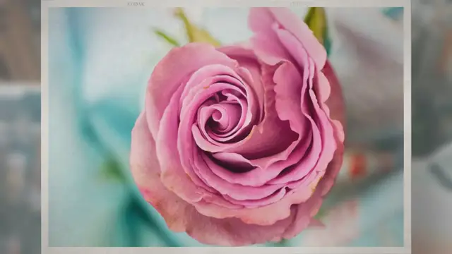 Video thumbnail for Can Roses Grow in the Shade?