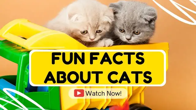 Video thumbnail for Amazing Fun Facts About Cats | PetsBunch