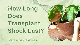 Video thumbnail for How Long Does Transplant Shock Last