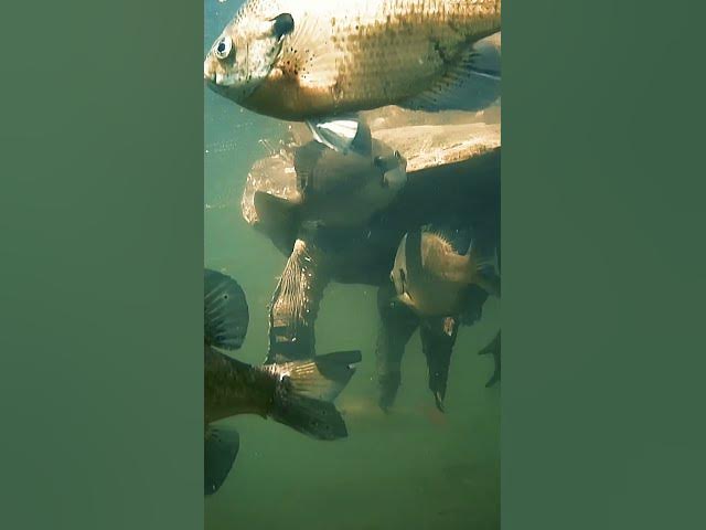 Video thumbnail for Ever see fish hanging out under a SNAPPER before?!