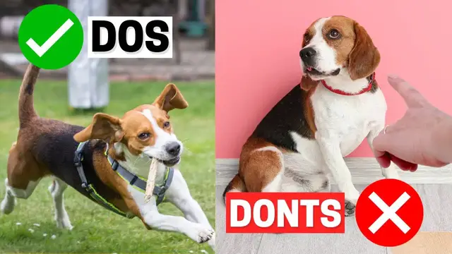 Video thumbnail for Do's and Don'ts of Owning a Beagle