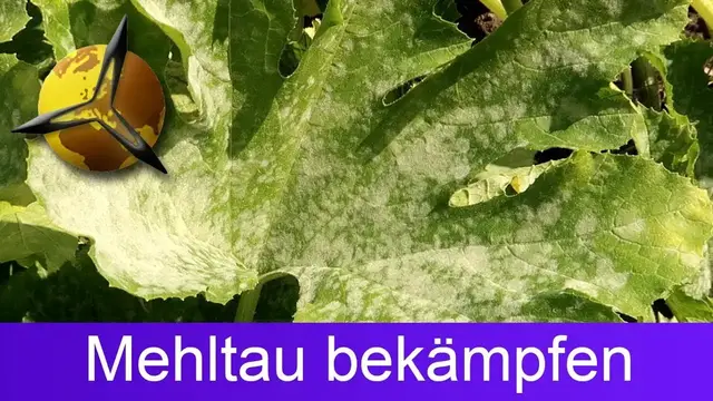 Video thumbnail for (Echter) Mehltau bei Zucchini bekämpfen