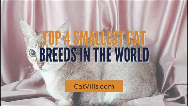 Video thumbnail for TOP 4 SMALLEST CAT BREEDS IN THE WORLD