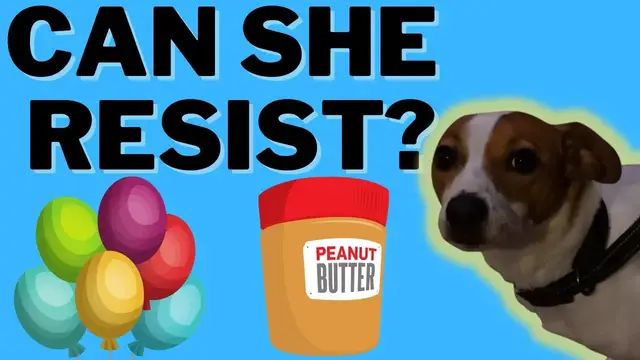 Video thumbnail for Luna The Jack Russell Terrier:The Peanut Butter And Balloon Challenge