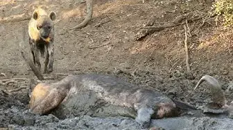 Video thumbnail for Hyena Finds Buffalo Alive & Stuck in Mud