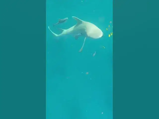 Video thumbnail for Close Call With Hungry Sharks 😅