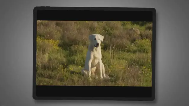 Video thumbnail for Flying With Emotional Support Dogs: The Ups And Downs Of Life In Coach