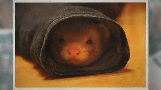 'Video thumbnail for Do Ferrets and Cats Get Along?'